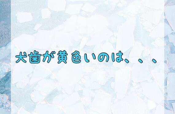犬歯が黄色いのは、、、